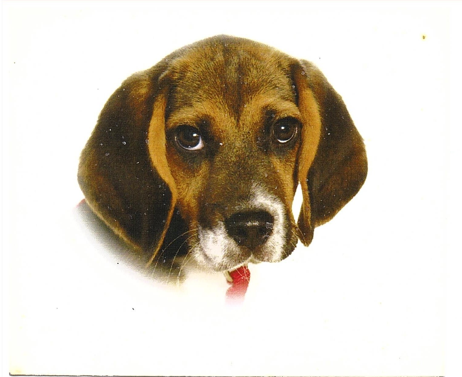 Das ist Kalle, mein Hund
